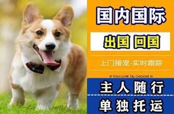 阳江市宠物托运公司阳江市宠物托运公司阳江市宠物托运公司